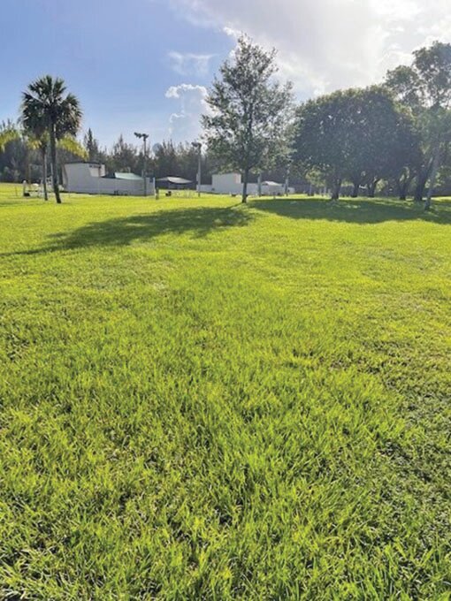 Markham Park in Broward County. This MMS is thick and lush with no evident disease or bare spots.